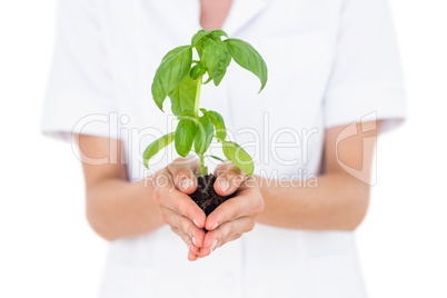 Scientist holding basil plant