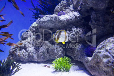 Fish swimming in a tank with sea urchin