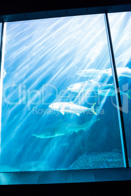 Shark swimming with fish in a tank