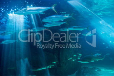 Fish swimming with shark in darkest water