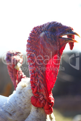 Turkey's head Turkey's head