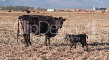 Female Cow Births One Hour Old Calf Ranch Field