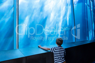 Young man looking at a shark in a big tank