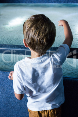 Young man focusing an animal in an aquarium