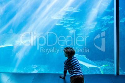 Young man looking at fish in a giant tank