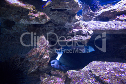 Sea snake hiding into stones