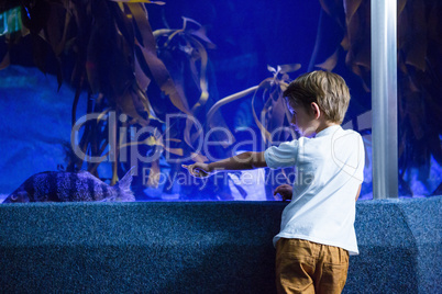 Young man focusing a big fish in a tank
