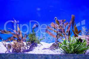 Sea lion floating in a tank with algae