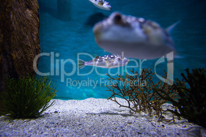 Fish swimming in a tank