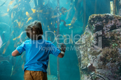 Young man touching a tank with algae