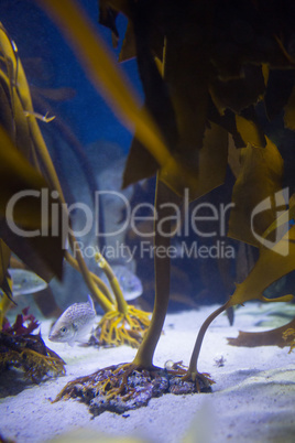 Fish hiding into yellow algae