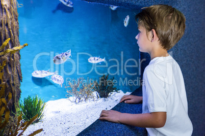 Young man looking at fish in tank