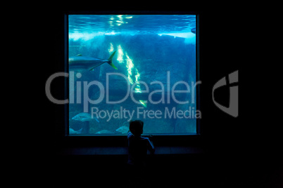 Young man watching fish in a darkest room