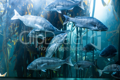 Big fish swimming in a tank