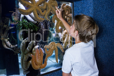Young woman pointing a starfish-tank