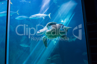 Sea turtle swimming with fish in tank