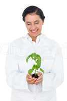 Scientist holding basil plant