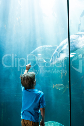 Young man pointing fish in a illuminate tank