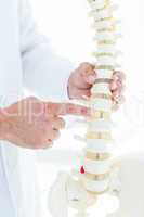 Doctor pointing anatomical spine