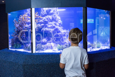 Young man looking at an aquarium