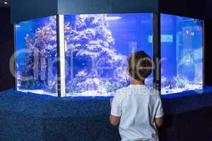 Young man looking at an aquarium