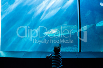 Young man pointing a shark with his hand