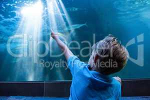 Young man pointing the light across the tank