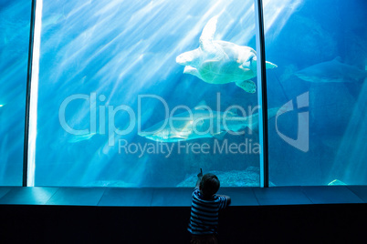 Young man pointing a shark with his hand