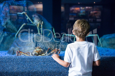 Young man looking at giants crabs