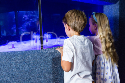 Children looking at sea anemone in tank