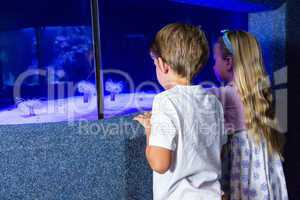 Children looking at sea anemone in tank