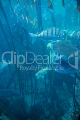 Fish swimming in a tank with algae