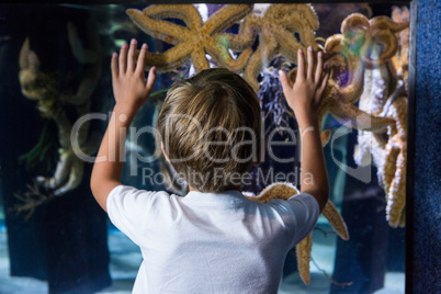 Young man touching starfish-tank