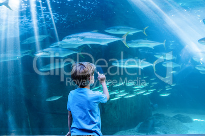 Young man pointing fish in a tank with his finger