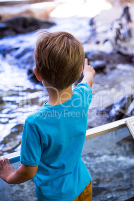 Young man pointing a penguins with his finger