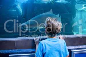 Young man looking at shark in a tank