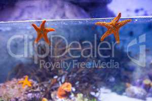 Two starfish floating in a tank
