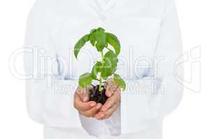 Scientist holding basil plant