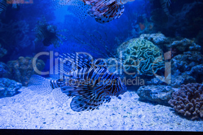 Fish swimming in a tank with coral