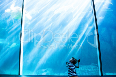 Young man looking at a sea turtle swimming