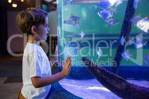 Young man looking at fish in a tank