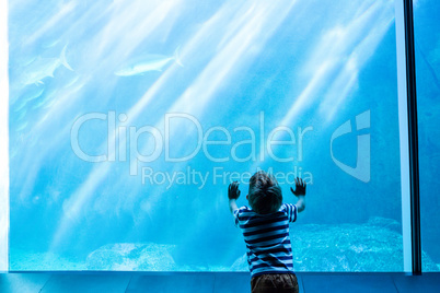 Young man touching a giant fish-tank