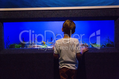 Young man looking at fish tank