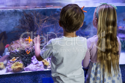 Children looking at starfish in tank