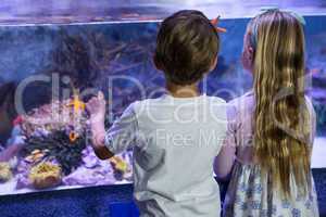 Children looking at starfish in tank