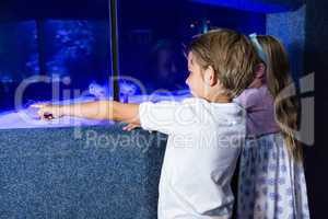 Young man pointing a sea anemone in tank