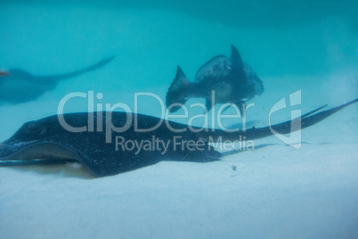 Manta ray swimming with fish