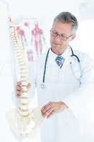 Doctor holding anatomical spine