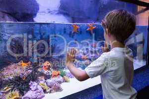Young man touching a starfish-tank