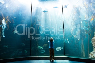 Young man looking at penguins in a tank